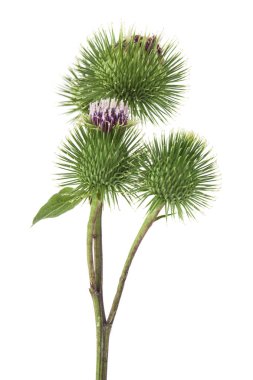 Burdock beyaz arka planda izole edildi. Tasarım ayrıntıları. tasarım elemanları. Makro. Tam odaklanma. Kartvizitler, kartpostallar ve posterler için arka plan. İlaç fabrikası..