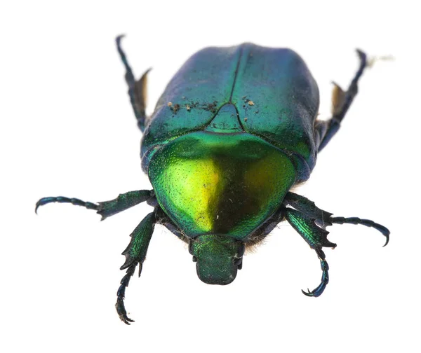 Cetoniinae Aislado Sobre Fondo Blanco Detalle Para Diseño Elementos Diseño — Foto de Stock