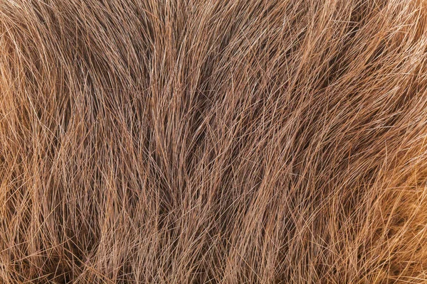 Nutria hair fur. Detail for design. Design elements. Macro. Full focus. Background for business cards, postcards and posters