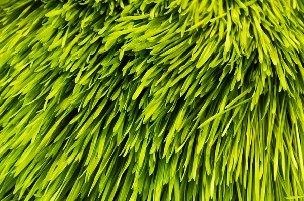 Barley grass — Stock Photo, Image