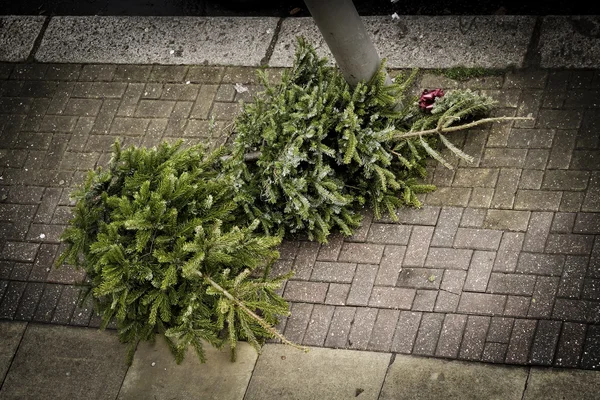 人行道上的两个圣诞节树。 图库图片