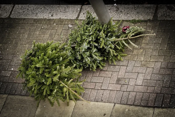 Två julgranar på trottoaren Stockbild