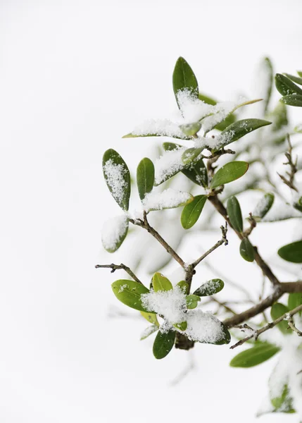 Olijfboom in de winter — Stockfoto