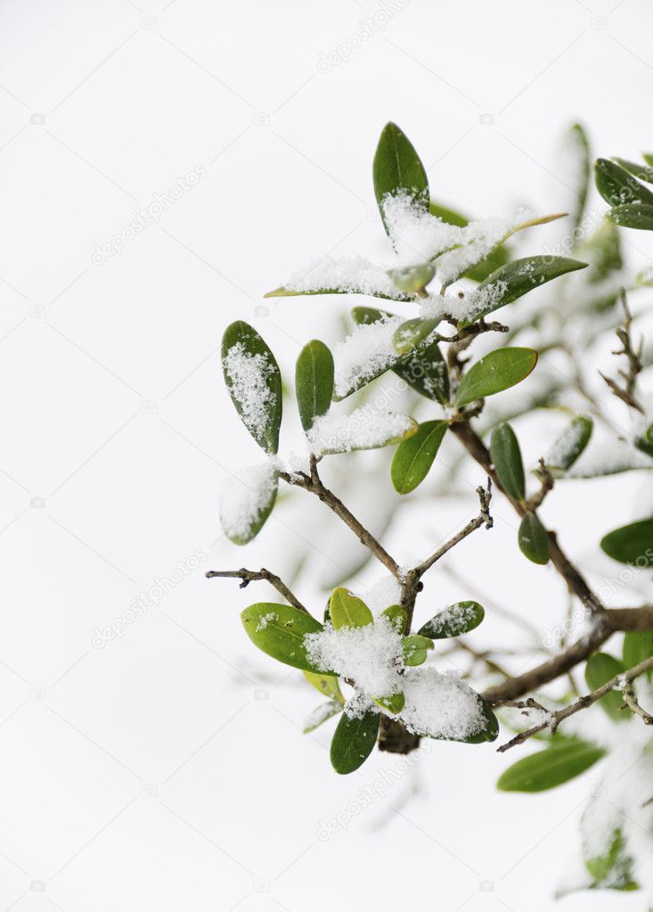 Olive tree in winter