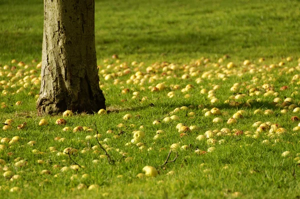 Äpfel auf dem Boden — Stockfoto