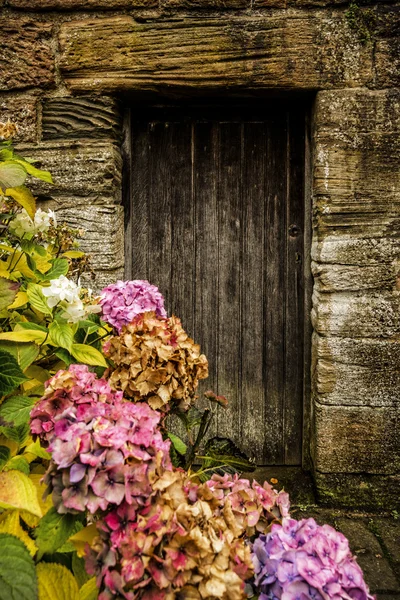 Antika ahşap kapı ve HORTENSIA — Stok fotoğraf