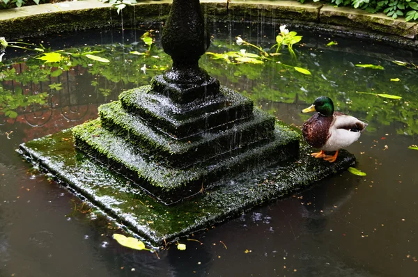 Mallard next to a fountain — Stock Photo, Image