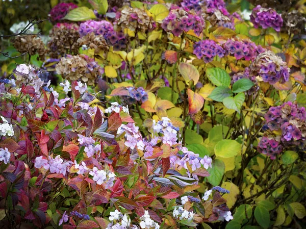 Hortensia bloemen — Stockfoto