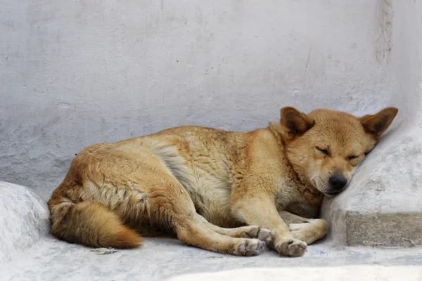 Собаки спали — стокове фото