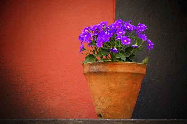 Fleurs violettes sur fond rouge et noir — Photo