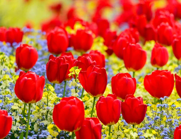 Tulipanes rojos —  Fotos de Stock