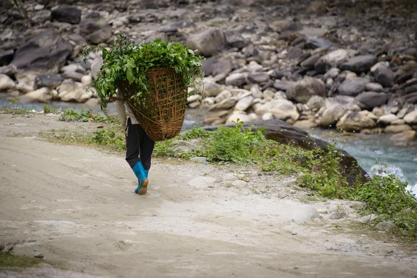 植物を運ぶ男 — ストック写真