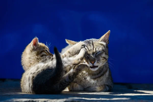 Gato y su gatito — Foto de Stock