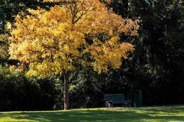 Park in het voorjaar van — Stockfoto