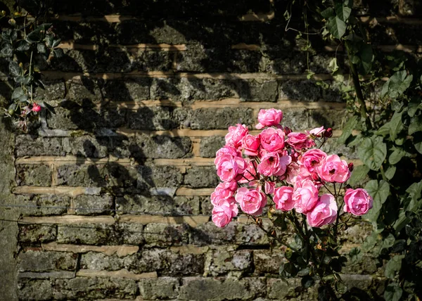 Pembe güller — Stok fotoğraf