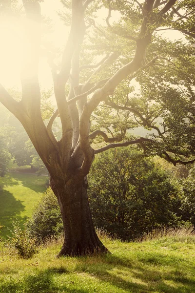 Arbre dans un parc — Photo