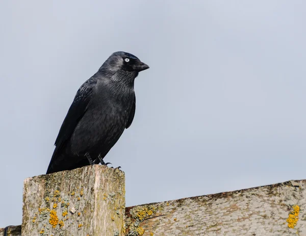 Crow perched on a fence — Stock Photo, Image