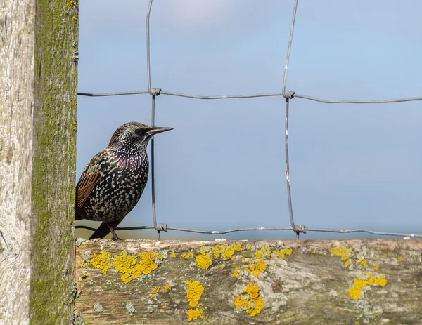 Pássaro em uma cerca — Fotografia de Stock