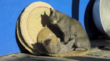 Onun annesiyle oynayan yavru kedi
