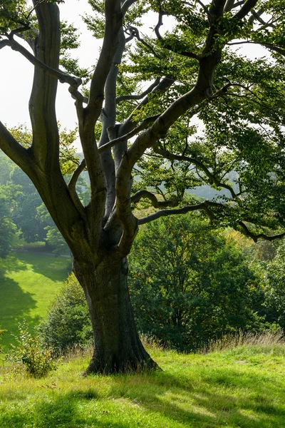 Árvore num parque — Fotografia de Stock