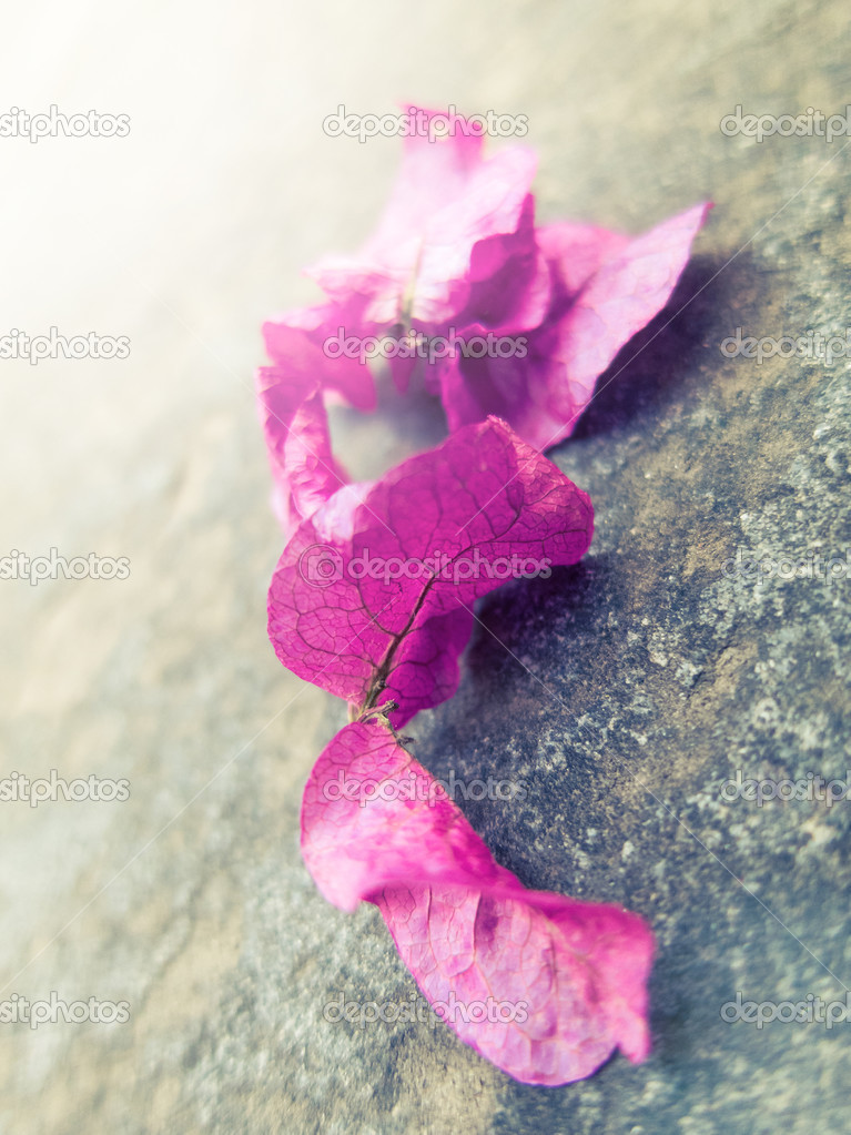 Pink Bougainvillea leaves