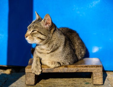 kedi güneşte tadını çıkarma