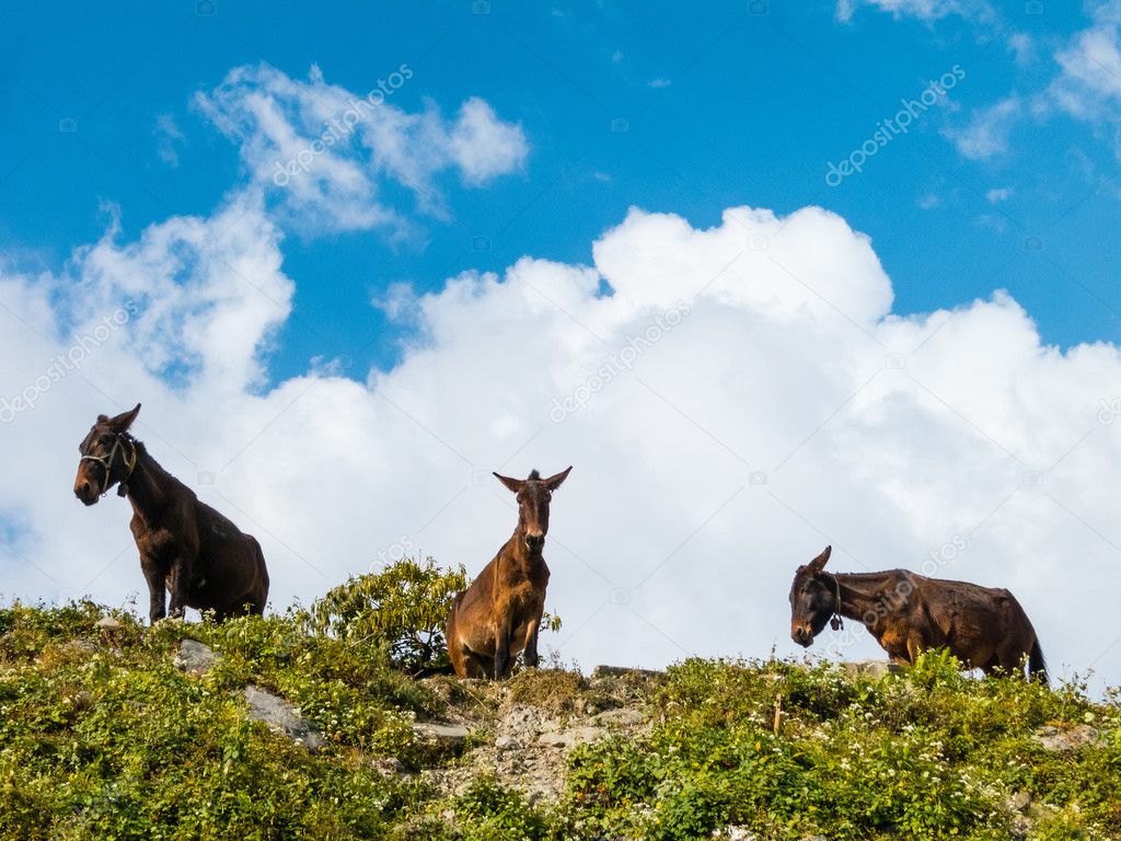 Three donkeys