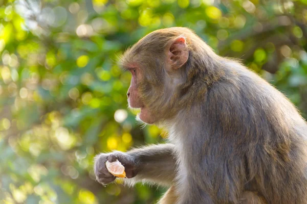 Macaco comendo uma laranja — Fotografia de Stock