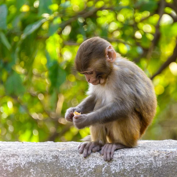 Ein Makakenbaby isst eine Orange — Stockfoto