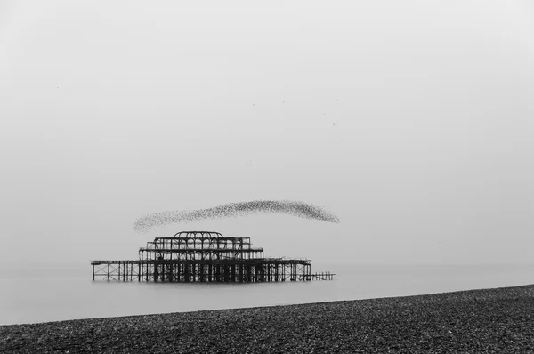 Flock of starlings over the west pier in Brighton — Stock Photo, Image