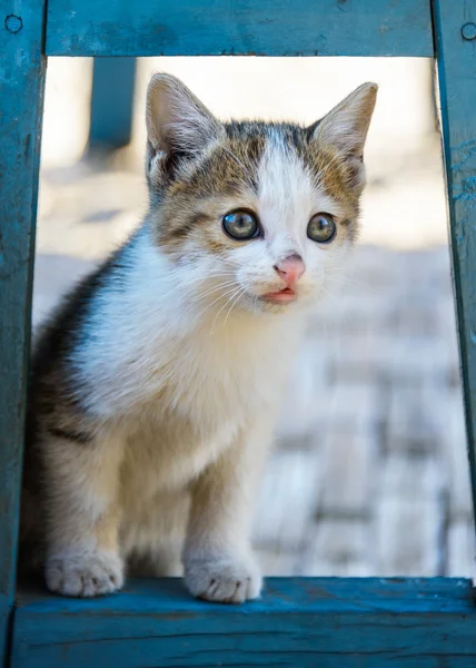 椅子の下で子猫 hidding — ストック写真