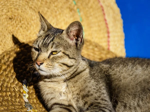 Gato tomando el sol — Foto de Stock