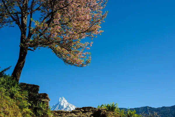 Machapuchre i nepal — Stockfoto