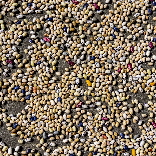 Beans drying in the sun — Stock Photo, Image