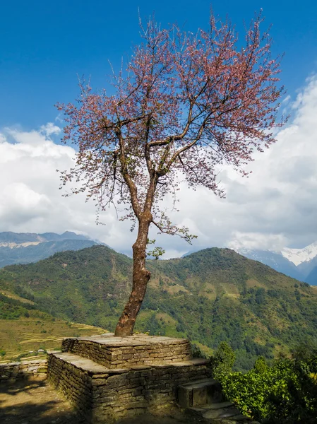 Single tree in Nepal — Stock Photo, Image