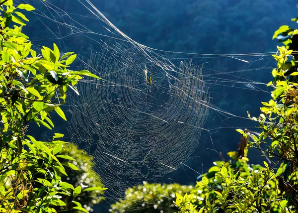 Golden orb weaver spider on its web — Stock Photo, Image