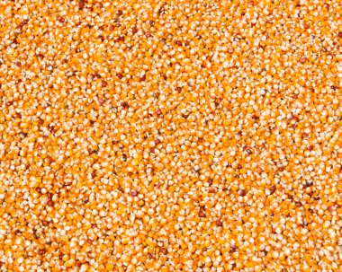 Güneşte kurutma Mısır