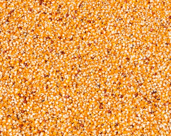 Сушка кукурузы на солнце — стоковое фото