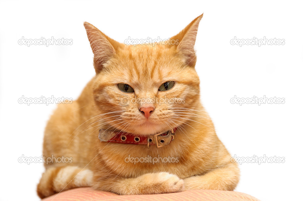 Ginger cat