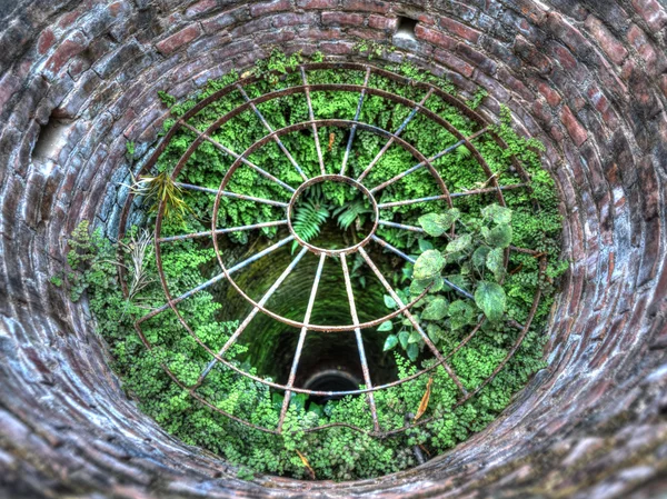 Plants growing in a well, HDR — Stock Photo, Image