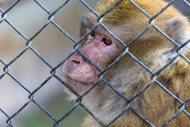 singe macaque en captivité