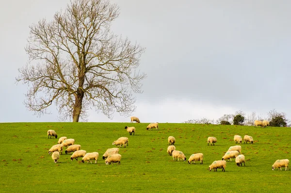 Ovelhas em um campo no inverno no coswolds, Reino Unidocoswolds, İngiltere'de kışın alanına koyun — Stok fotoğraf