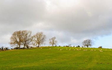 koyun alanı kışовець у полі взимку