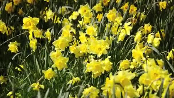Daffodilos — Vídeo de Stock