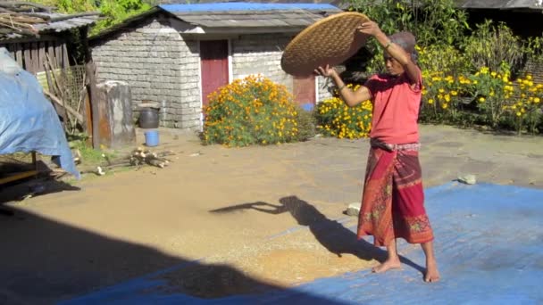 Donna nepalese setacciando cereali — Video Stock