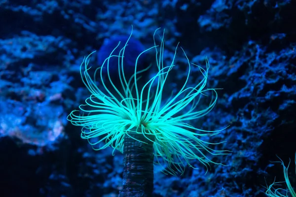 Bellissimo anemone marino Fotografia Stock