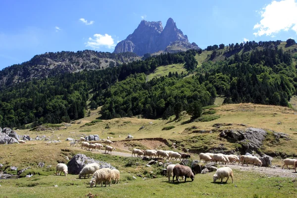 Brebis sur fond du pic du Midi-d'ossau Stockbild