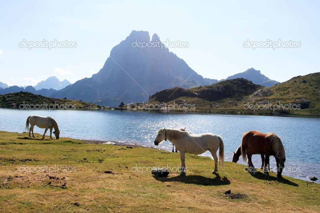 Chevaux sur fond du Pic du Midi d'Ossau