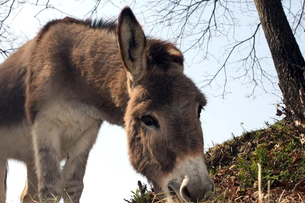 Grey donkey — Stock Photo, Image