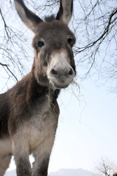 Burro cinzento — Fotografia de Stock